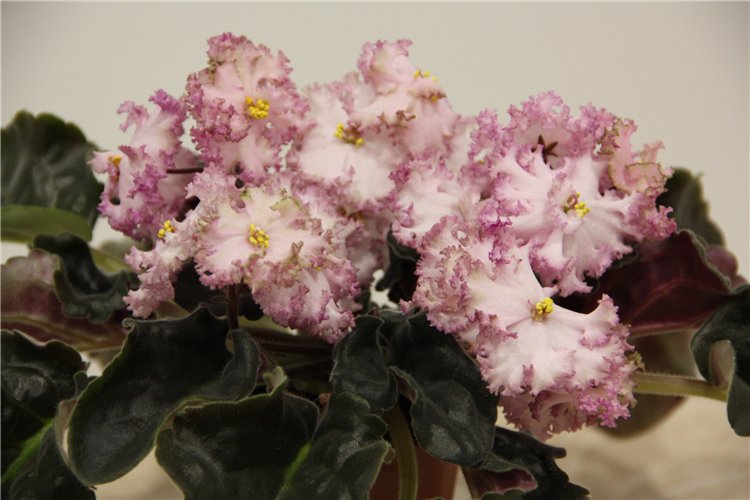 Pink Jade