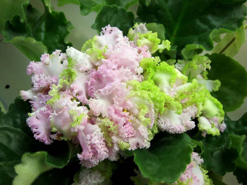 Данилина ЛЕ-Денди Pink.JPG