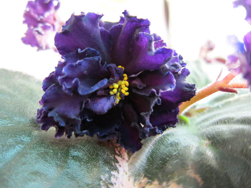 Плессер Ma's Purple Poodle.JPG