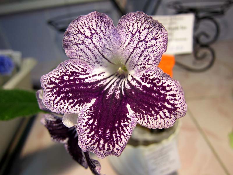 Хромова Somerset Purple Ice.JPG
