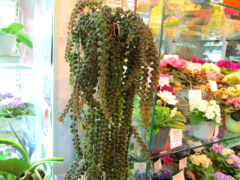 Карпова колумнея Microphylla.JPG