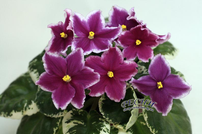 IMG_5310 копия.jpg