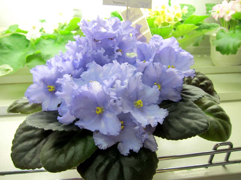 Копейкина АЕ-Blue System.JPG