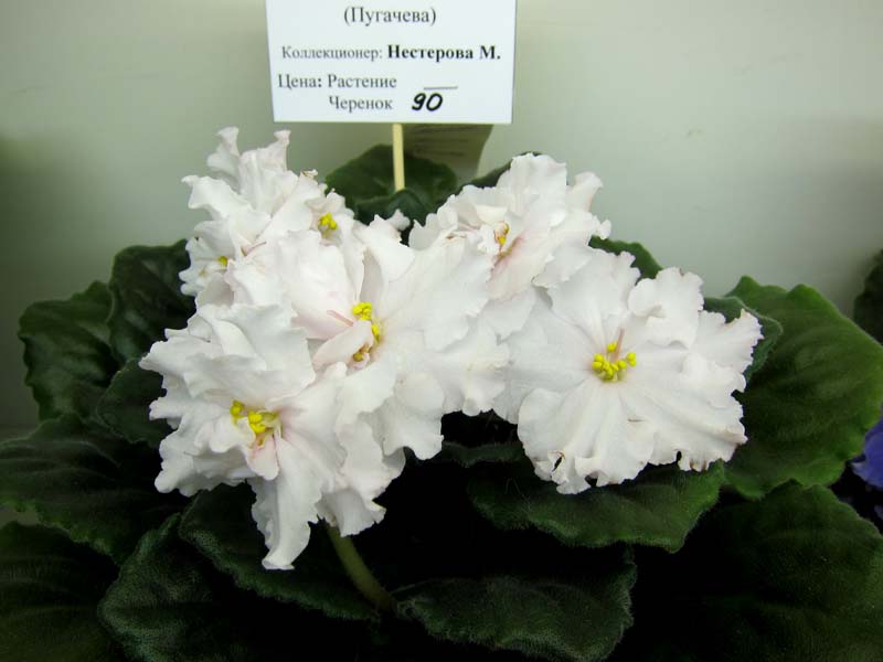 Нестерова ПТ-Янина.JPG
