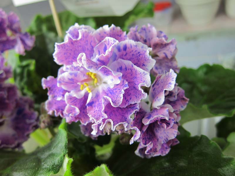 Хохлова ЛЕ-Розмари.JPG