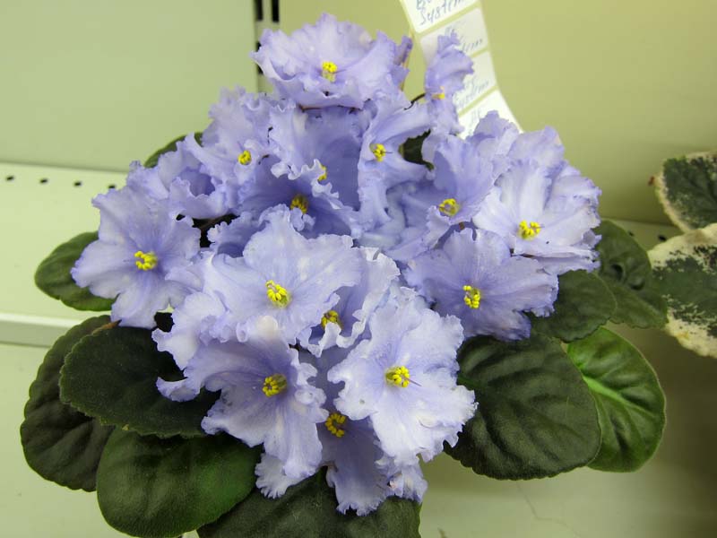 Копейкина АЕ-Blue Sistem.JPG