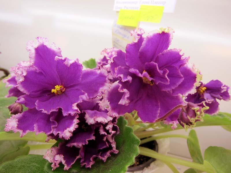 Плессер ЕК-Малахитовая Орхидея.JPG