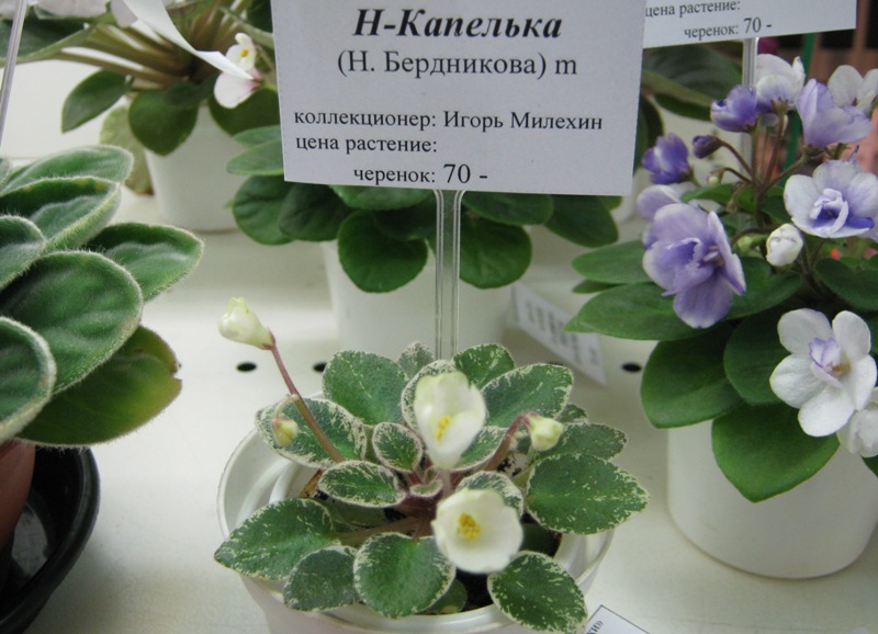 IMG_7681.JPG