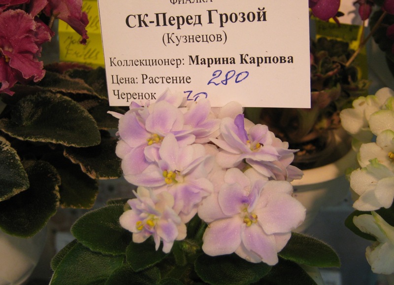 IMG_7700.JPG