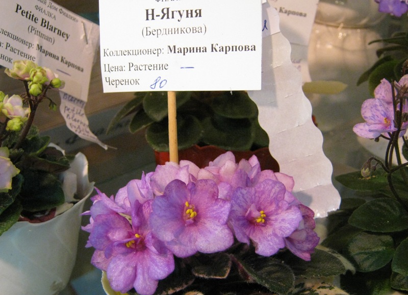 IMG_7703.JPG