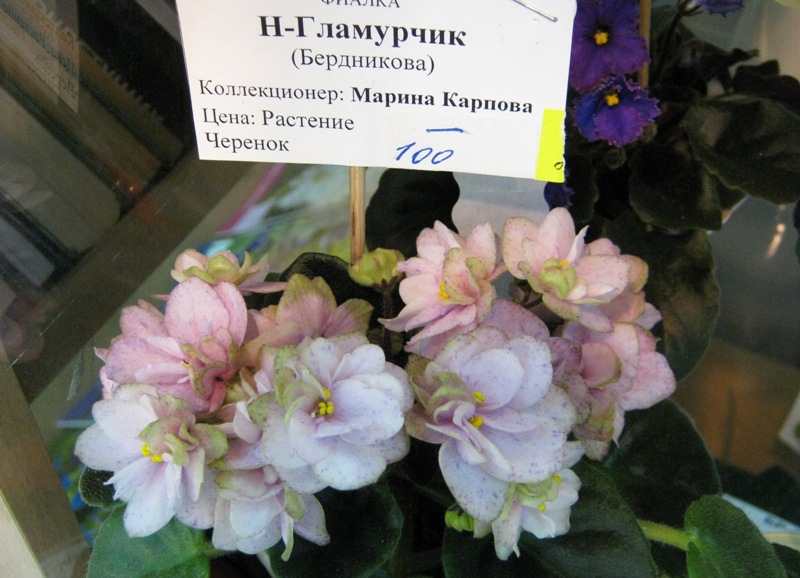 IMG_7707.JPG