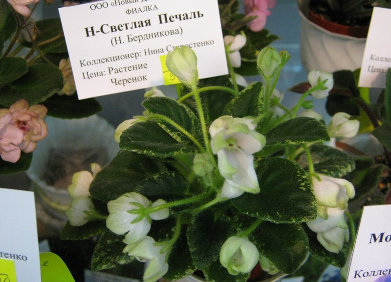 IMG_7712.JPG