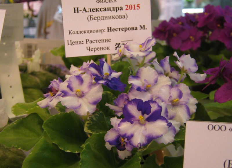 IMG_7729.JPG