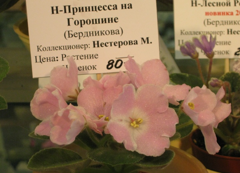 IMG_7734.JPG