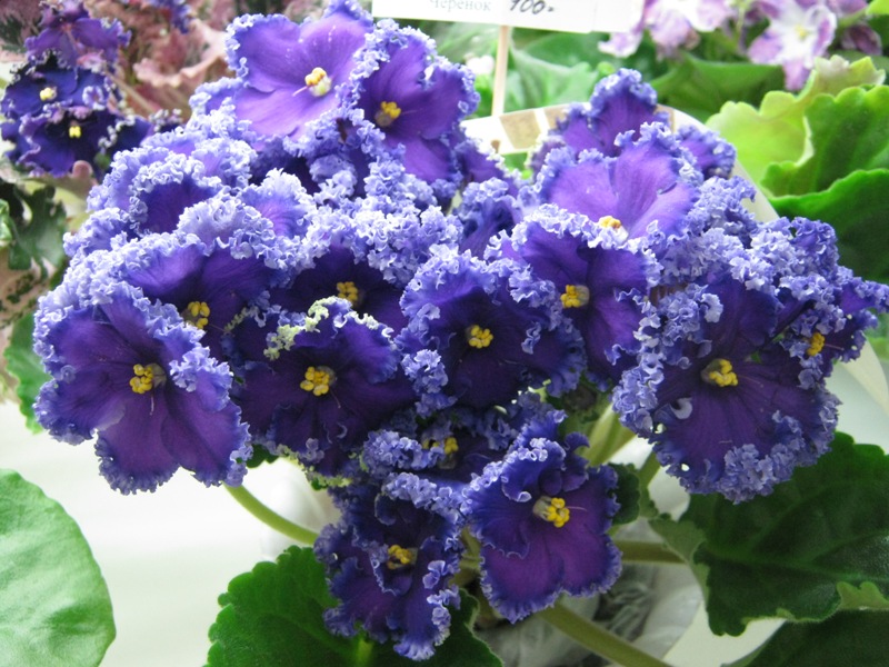 Блинкина Reining Beauty.JPG