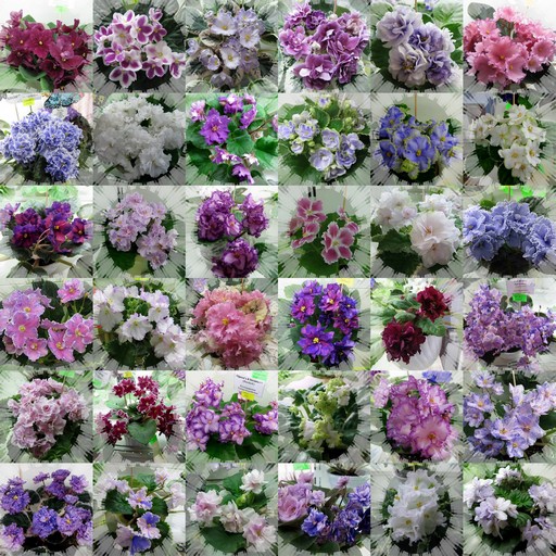 Цветущий Май - 2008.jpg