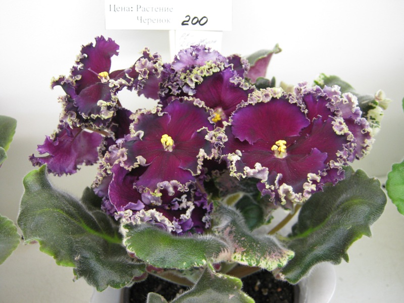 Нестерова РС-Дон Жуан.JPG