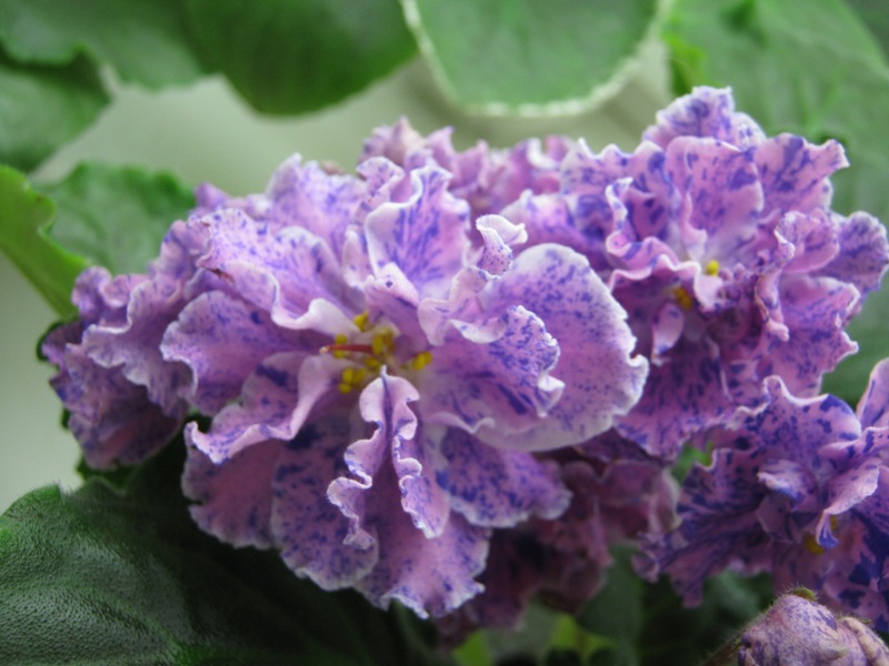 Хохлова ЛЕ-Розмари.JPG