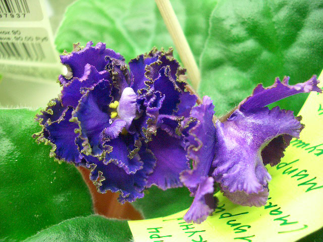 Мцыри (Макуни).JPG
