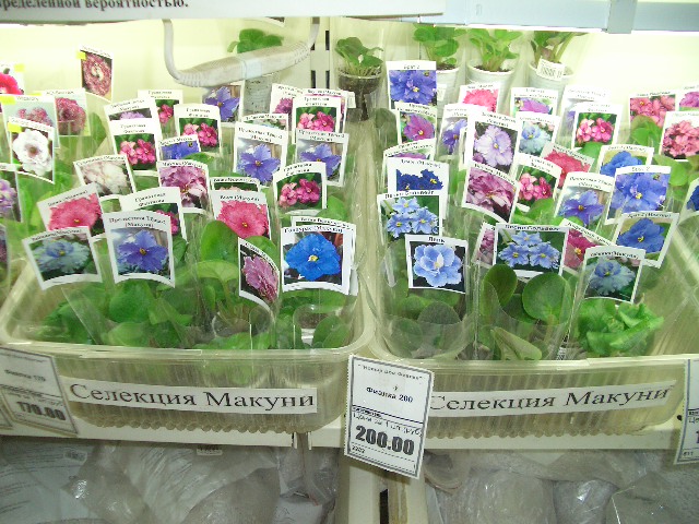 CIMG0477.JPG