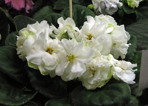 Spring Rose, колл. С. Патрушева