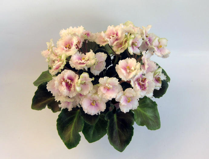 Allegro-Watermelon-Ruffles.jpg