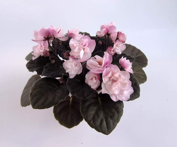 Ness'-Satin-Rose.jpg