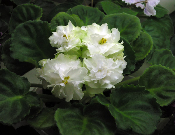 Spring Rose, колл. Н. Неволина