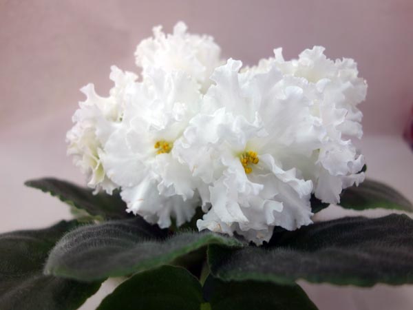 ЕК-Белая Королева.jpg