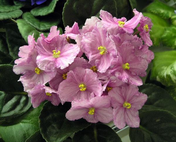 Pretty 'n Pink, колл. И. Четверикова