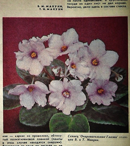 Очаровательные глазки Цветоводство 6-1982 фото.jpg