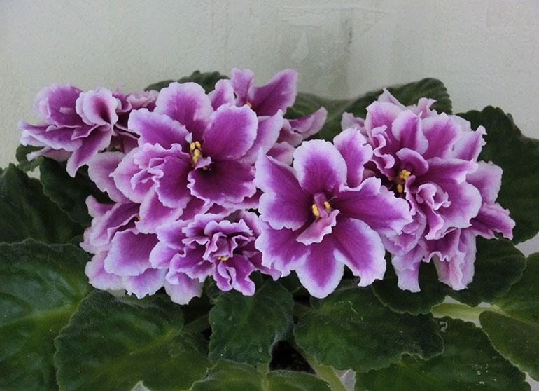 ЛЕ-Фуксиевая-Балерина.jpg