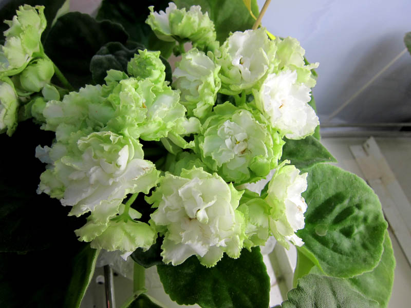 Плессер Spring Rose.JPG