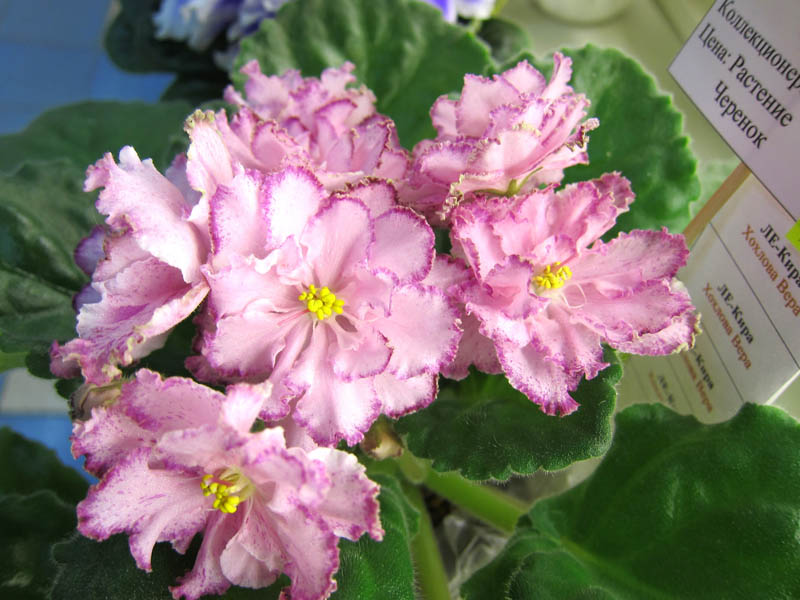 Хохлова ЛЕ-Кира.JPG