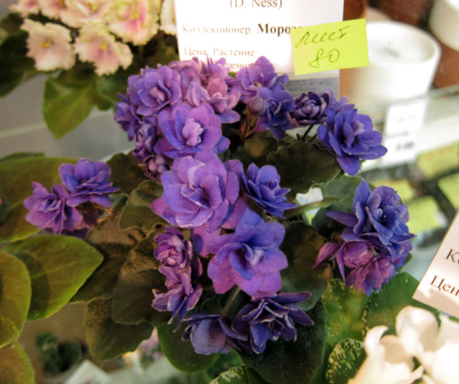 Ness' Crinkle Blue (Морозова).jpg