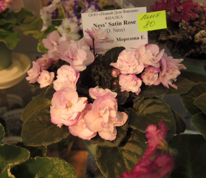 Ness' Satin Rose (Морозова).jpg