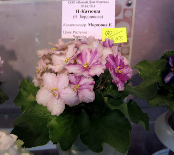 Н-Катюша (Морозова).jpg