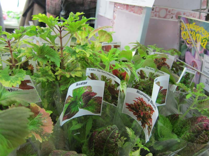 IMG_7989.JPG
