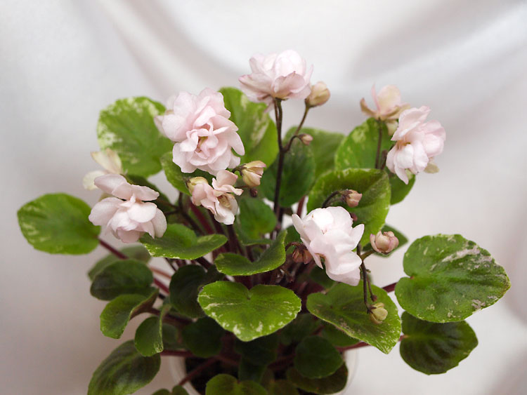 Edee`s Rosebud Trail.jpg