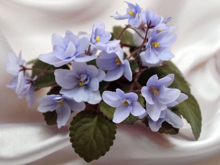 Allegro Chicory Charm.jpg