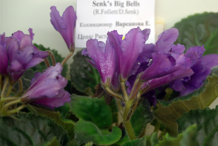Варсанова-Senk’s-Big-Bells.jpg