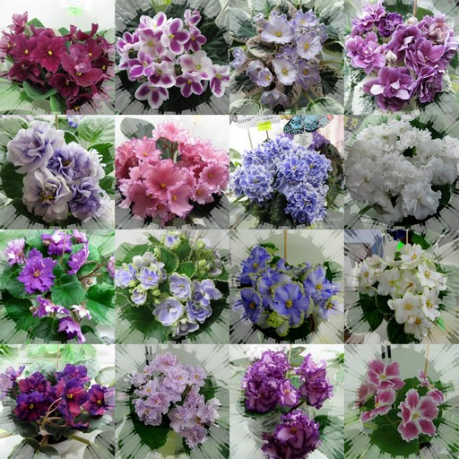 collage1.jpg