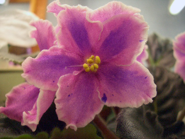 CIMG0051.JPG