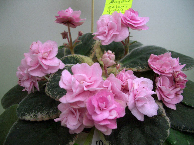 Cajun's Roses Anyone.JPG