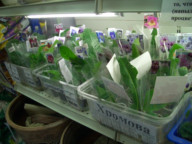 CIMG0185.JPG