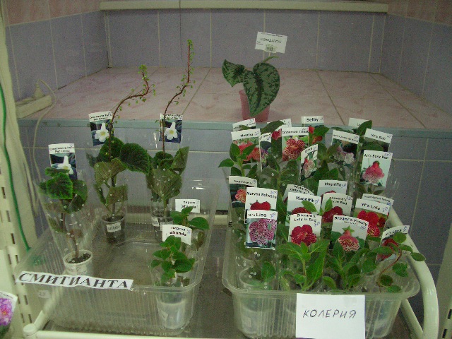 CIMG0190.JPG