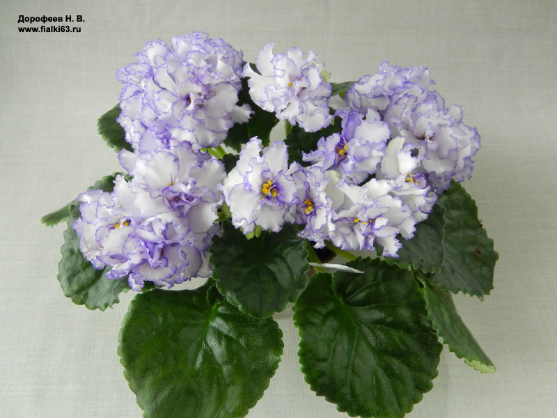 ЛЕ-Выпускница