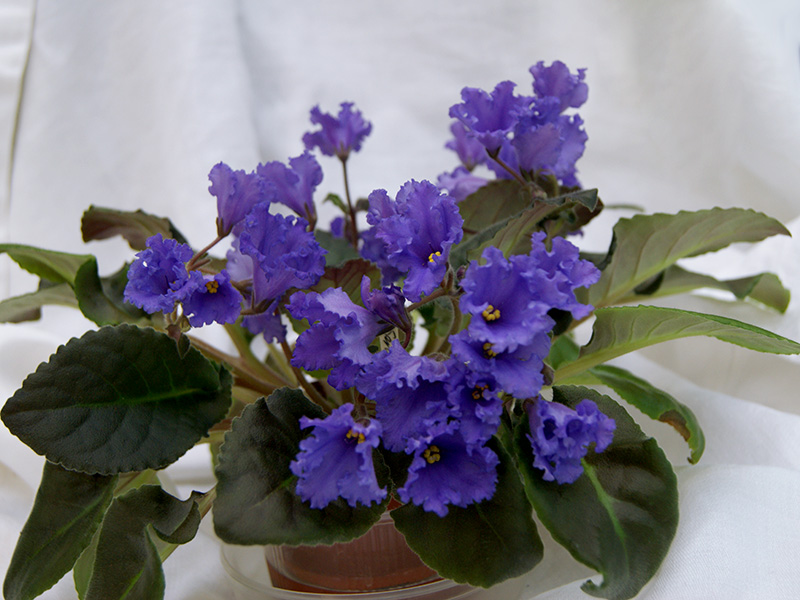 Senk's Big Bells