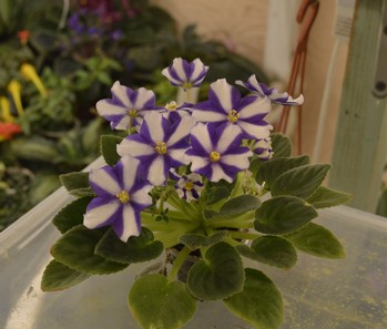 Yachiyo Blue<br /> http://www.donnaflora.ru/?catalog=3049