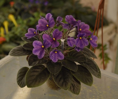 Fay's Teva Michelle	(F. Wagman)